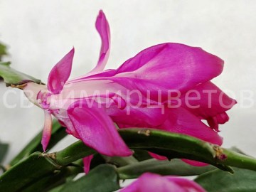 Шлюмбергера Konpeitou Pink